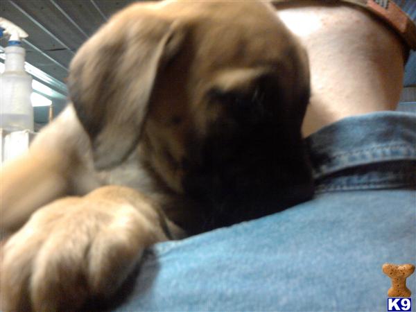 Puppies in IA